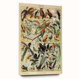 Vintage Animal Art: Exotic Birds & Birds of Paradise Print