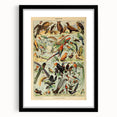 Vintage Animal Art: Exotic Birds & Birds of Paradise Print
