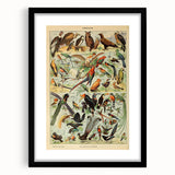 Vintage Animal Art: Exotic Birds & Birds of Paradise Print