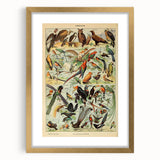Vintage Animal Art: Exotic Birds & Birds of Paradise Print