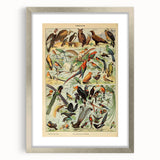 Vintage Animal Art: Exotic Birds & Birds of Paradise Print