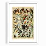 Vintage Animal Art: Exotic Birds & Birds of Paradise Print
