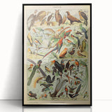 Vintage Animal Art: Exotic Birds & Birds of Paradise Print