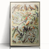 Vintage Animal Art: Exotic Birds & Birds of Paradise Print