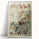 Vintage Animal Art: Exotic Birds & Birds of Paradise Print