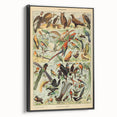 Vintage Animal Art: Exotic Birds & Birds of Paradise Print