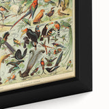 Vintage Animal Art: Exotic Birds & Birds of Paradise Print