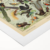 Vintage Animal Art: Exotic Birds & Birds of Paradise Print