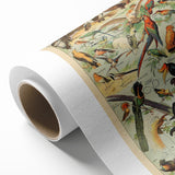 Vintage Animal Art: Exotic Birds & Birds of Paradise Print