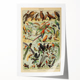 Vintage Animal Art: Exotic Birds & Birds of Paradise Print