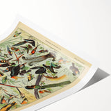 Vintage Animal Art: Exotic Birds & Birds of Paradise Print