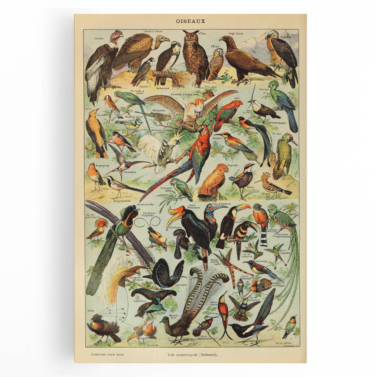 Vintage Animal Art: Exotic Birds & Birds of Paradise Print