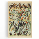 Vintage Animal Art: Exotic Birds & Birds of Paradise Print