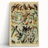 Vintage Animal Art: Exotic Birds & Birds of Paradise Print