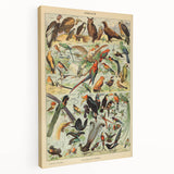 Vintage Animal Art: Exotic Birds & Birds of Paradise Print