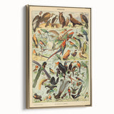 Vintage Animal Art: Exotic Birds & Birds of Paradise Print