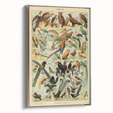 Vintage Animal Art: Exotic Birds & Birds of Paradise Print