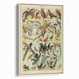 Vintage Animal Art: Exotic Birds & Birds of Paradise Print