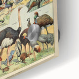 Vintage Animal Art: Exotic Birds & Waterfowl Illustration Print