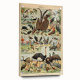 Vintage Animal Art: Exotic Birds & Waterfowl Illustration Print
