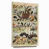 Vintage Animal Art: Exotic Birds & Waterfowl Illustration Print