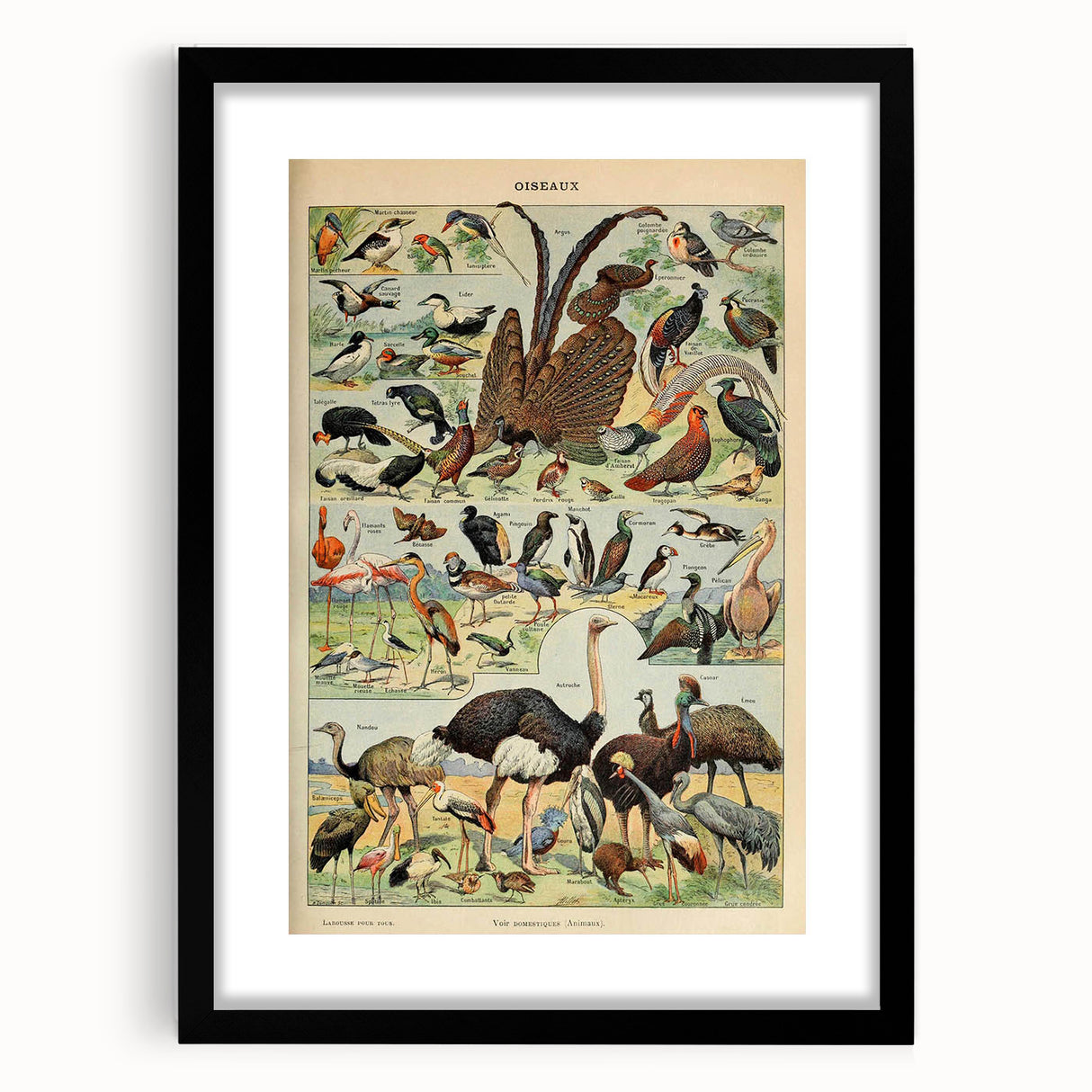 Vintage Animal Art: Exotic Birds & Waterfowl Illustration Print