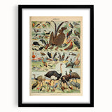 Vintage Animal Art: Exotic Birds & Waterfowl Illustration Print