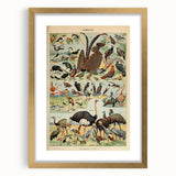 Vintage Animal Art: Exotic Birds & Waterfowl Illustration Print