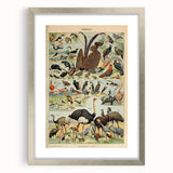 Vintage Animal Art: Exotic Birds & Waterfowl Illustration Print