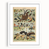 Vintage Animal Art: Exotic Birds & Waterfowl Illustration Print