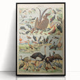 Vintage Animal Art: Exotic Birds & Waterfowl Illustration Print
