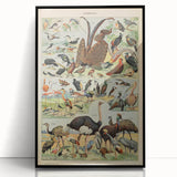 Vintage Animal Art: Exotic Birds & Waterfowl Illustration Print
