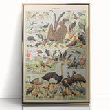 Vintage Animal Art: Exotic Birds & Waterfowl Illustration Print