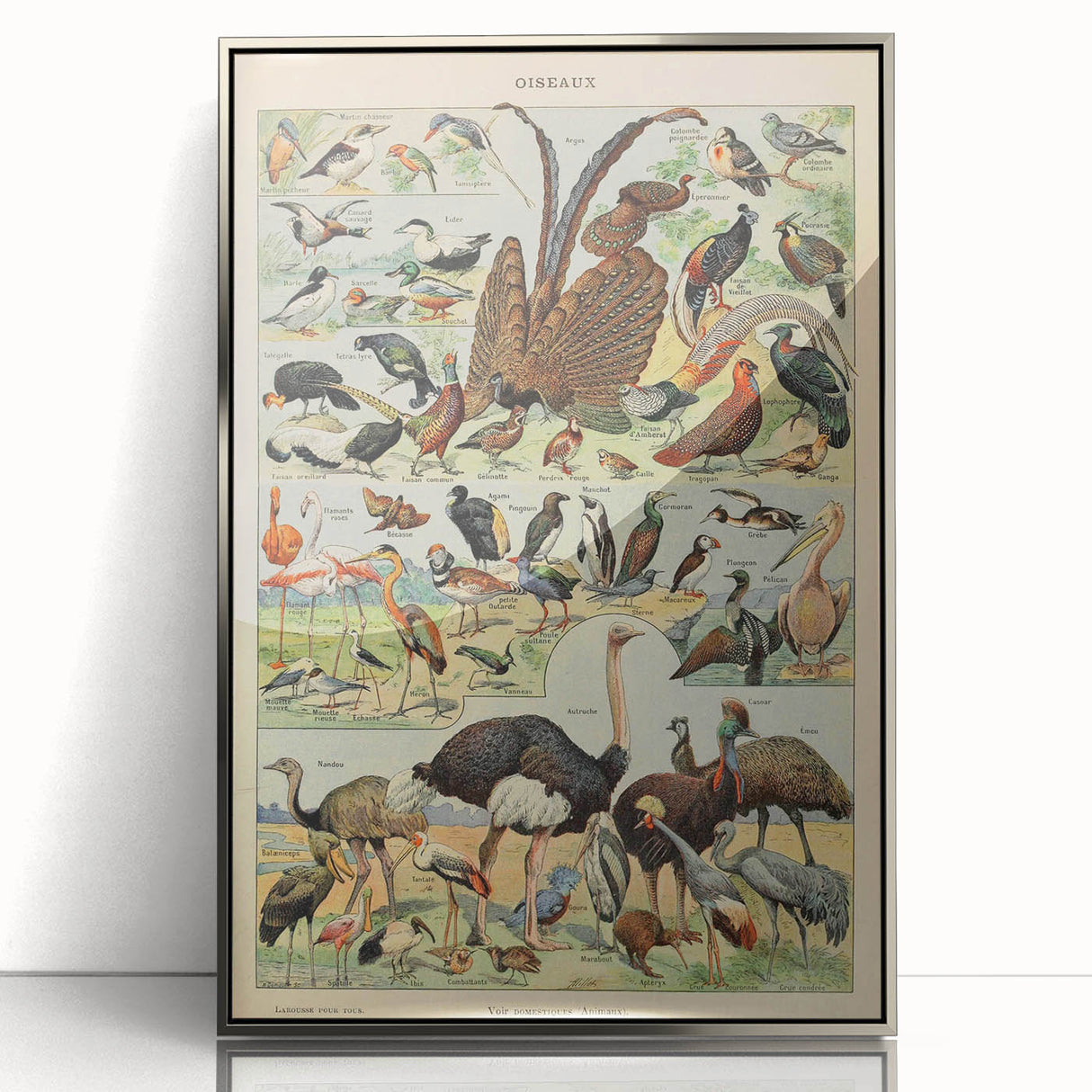 Vintage Animal Art: Exotic Birds & Waterfowl Illustration Print