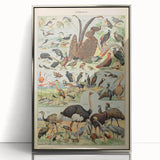 Vintage Animal Art: Exotic Birds & Waterfowl Illustration Print