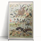 Vintage Animal Art: Exotic Birds & Waterfowl Illustration Print
