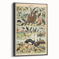 Vintage Animal Art: Exotic Birds & Waterfowl Illustration Print
