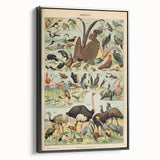 Vintage Animal Art: Exotic Birds & Waterfowl Illustration Print