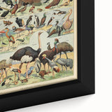 Vintage Animal Art: Exotic Birds & Waterfowl Illustration Print