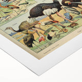Vintage Animal Art: Exotic Birds & Waterfowl Illustration Print