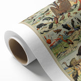 Vintage Animal Art: Exotic Birds & Waterfowl Illustration Print