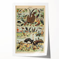 Vintage Animal Art: Exotic Birds & Waterfowl Illustration Print