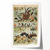 Vintage Animal Art: Exotic Birds & Waterfowl Illustration Print
