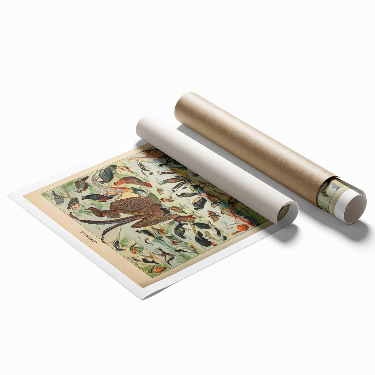 Vintage Animal Art: Exotic Birds & Waterfowl Illustration Print