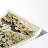 Vintage Animal Art: Exotic Birds & Waterfowl Illustration Print