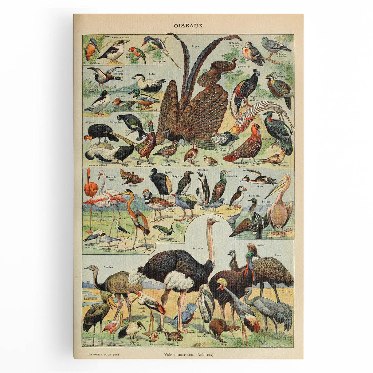 Vintage Animal Art: Exotic Birds & Waterfowl Illustration Print