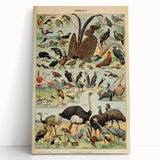 Vintage Animal Art: Exotic Birds & Waterfowl Illustration Print