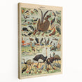 Vintage Animal Art: Exotic Birds & Waterfowl Illustration Print