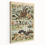 Vintage Animal Art: Exotic Birds & Waterfowl Illustration Print