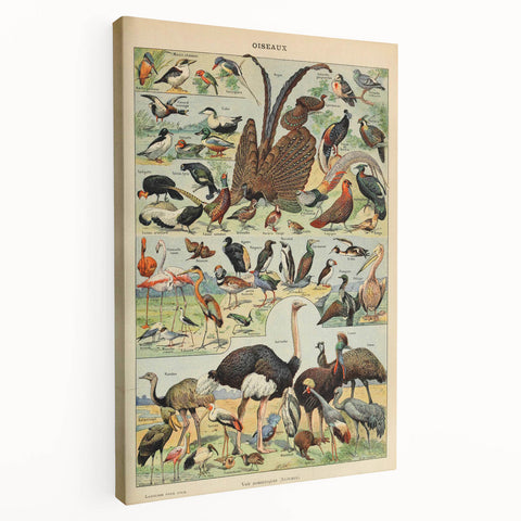 Vintage Animal Art: Exotic Birds & Waterfowl Illustration Print